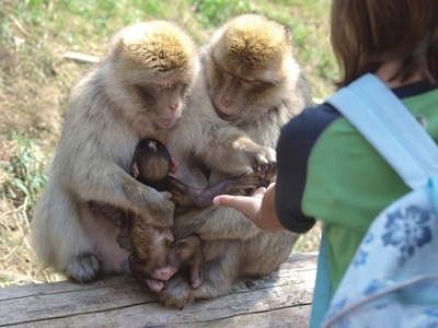 10 Berberaffenfamilie (Querformat) (3)