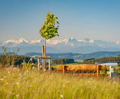 Alpenpanoramab�nkle am B�hl in Herrischried